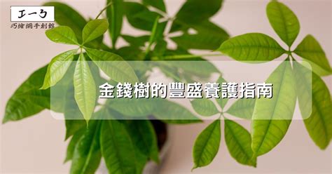 金錢樹 盆栽|金錢樹的豐盛養護指南：吸引財富與繁榮 